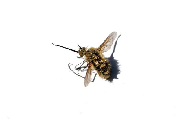 Wasp Isolated White Background — Stock Photo, Image