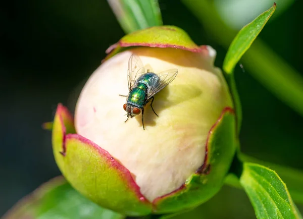 Μύγα Εσωτερικού Χώρου Απομονωμένη Στο Λουλούδι — Φωτογραφία Αρχείου