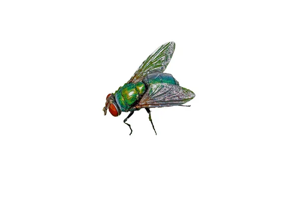 Housefly Diisolasi Pada Latar Belakang Putih — Stok Foto