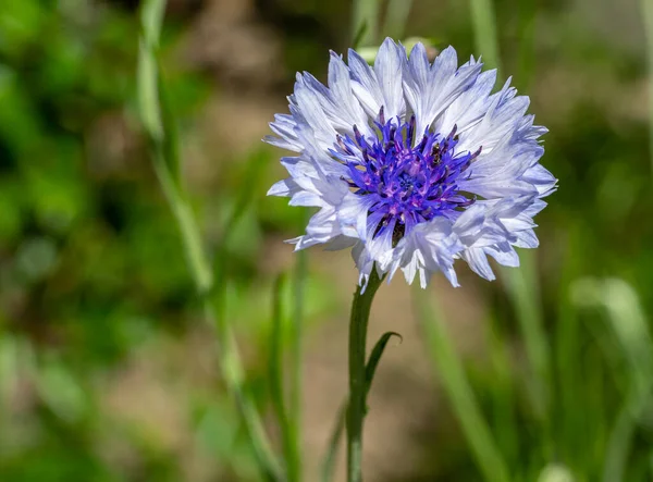 stock image Purple cornflower in the garden