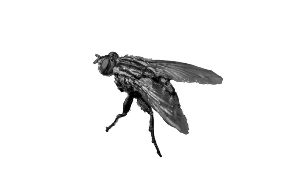 Μύγα Απομονωμένη Λευκό Φόντο — Φωτογραφία Αρχείου