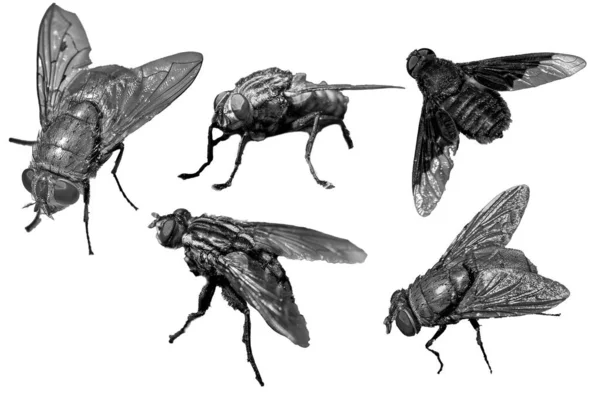 Satz Von Fliegen Insekten Isolierten Hintergrund — Stockfoto