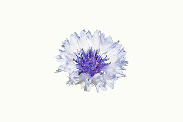 Kék Búzavirág Fehér Háttér — Stock Fotó