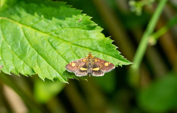 Carterocephalus Palaemon Motyl Liściu — Zdjęcie stockowe