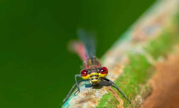 Detailní Záběr Dragonfly — Stock fotografie