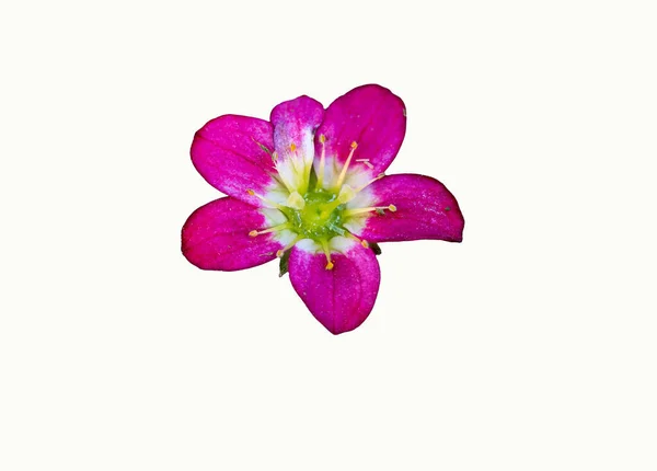 白に孤立したピンクの花 — ストック写真