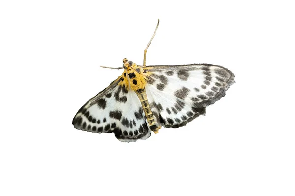 Anania Hortulata Motýl Izolovaný Bílém — Stock fotografie
