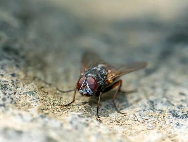 Jong Vliegend Insect Macro Schot — Stockfoto
