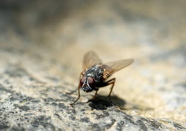 Junge Fliege Insekt Makroschuss — Stockfoto