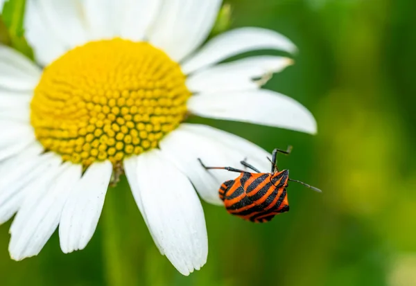 Bug Paski Graphosoma Italicum Kwiatku — Zdjęcie stockowe