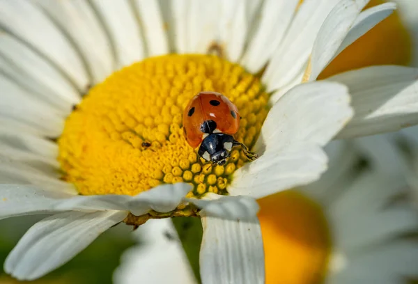 Ladybug Dawn Macro Shot — стоковое фото