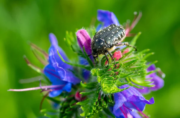 Luto Rose Beetle Flor — Foto de Stock