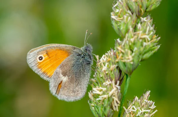 Coenonympha Pamphilus Schmetterling Auf Dem Gras — Stockfoto