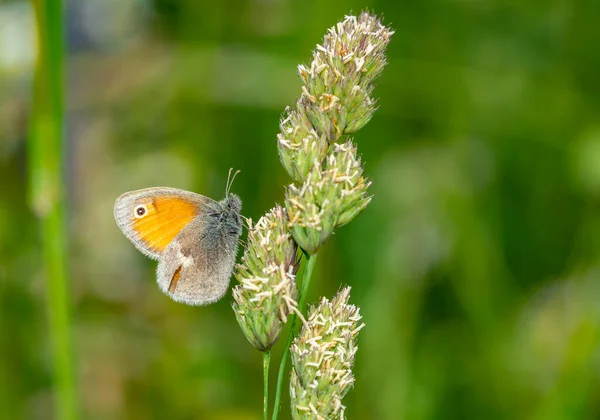 Mały Wrzosowisko Motyl Trawie Makro Strzał — Zdjęcie stockowe