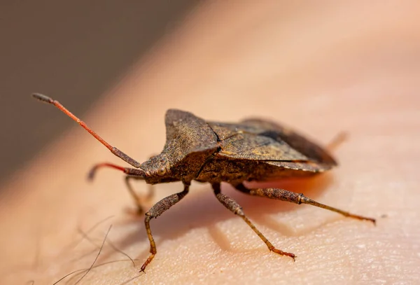 Bugs Puants Pentatomidae Sur Une Main — Photo