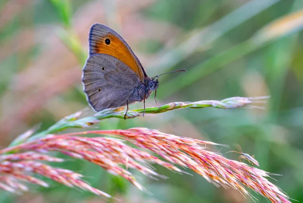 Coenonympha Pamphilus Fluture Iarbă — Fotografie, imagine de stoc