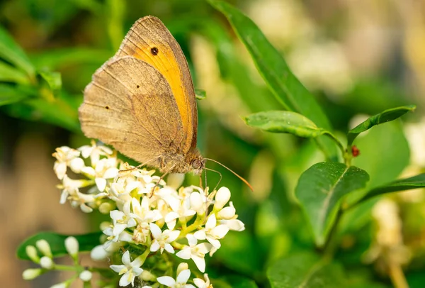 Maniola Jurtina Motyl Kwiat — Zdjęcie stockowe