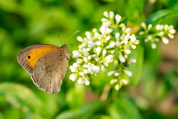 Coenonha Pamphilus Butterfly Flower Garden — стоковое фото