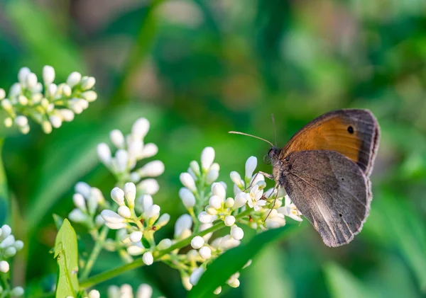 Coenonypha Pamphilus Motyl Kwiat — Zdjęcie stockowe