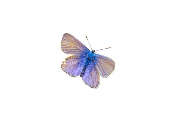 Lycaenidae Fjäril Isolerad Vit — Stockfoto