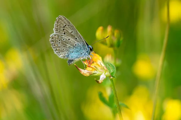 Motyl Lycaenidae Zielonej Trawie — Zdjęcie stockowe