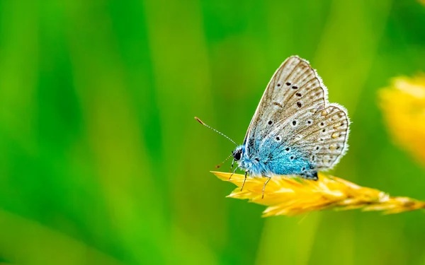 Licaenidae Motyl Kwiat — Zdjęcie stockowe