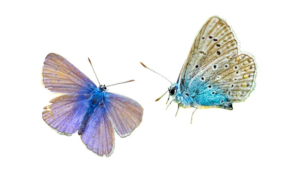 Бабочка Lycaenidae Изолирована Белой — стоковое фото