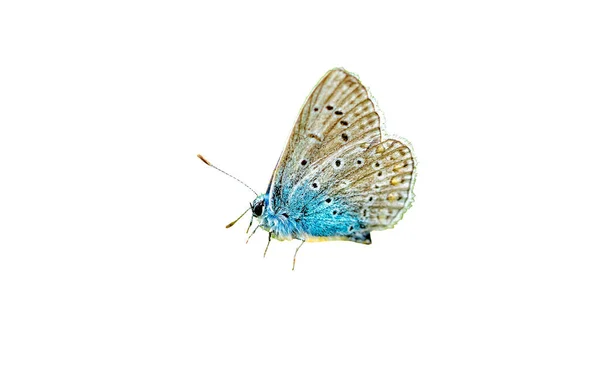 Blå Lycaenidae Fjäril Vit Bakgrund — Stockfoto
