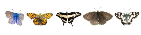 Panoramiczny Rodzimy Motyl Izolowany Białym Tle — Zdjęcie stockowe
