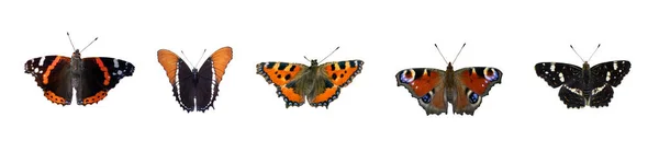 Panoramatický Nativní Motýl Izolovaný Bílém Pozadí — Stock fotografie