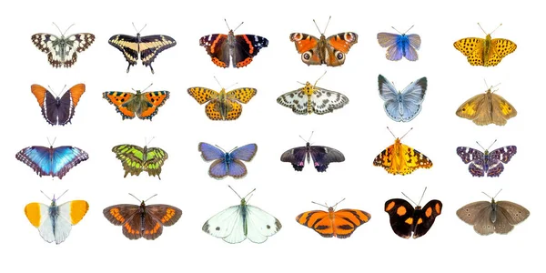 Uppsättning Fjärilar Vit Bakgrund — Stockfoto