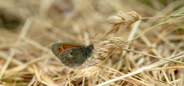 Coenonypha Pamphilus Motyl Trawie — Zdjęcie stockowe