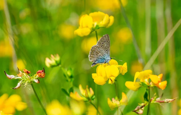 Motyl Lycaenidae Żółty Kwiat — Zdjęcie stockowe