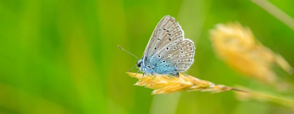 Panorama Lycaenidae Schmetterling Auf Dem Gras — Stockfoto