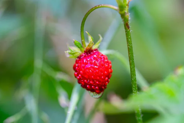 花园里的野草莓 — 图库照片