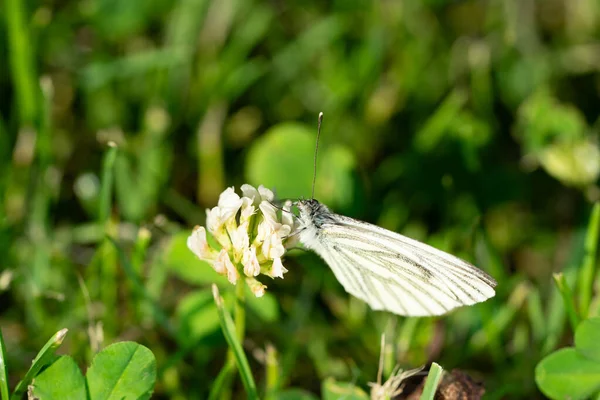 Απορια Crataegi Πεταλούδα Ένα Λουλούδι — Φωτογραφία Αρχείου