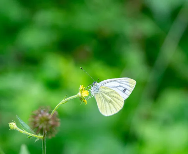 Pieris Rapae Butterfly Macro Shot Flower — Stock Photo, Image