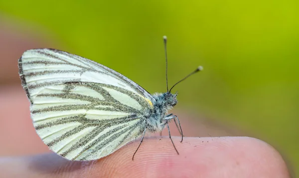 Aporia Crataegi Butterfly Hand Macro Shot — Stock Photo, Image
