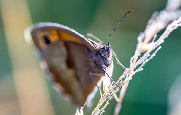 Duży Wołok Motyl Zielonym Liściu — Zdjęcie stockowe