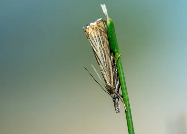 青草叶上的蓝草蛾 Chrysoteuchia Culmella — 图库照片
