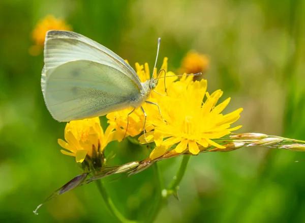 Mała Kapusta Biały Motyl Kwiatku — Zdjęcie stockowe