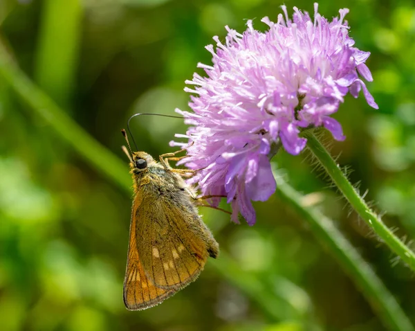 Thymelicus Sylvestris Motyl Oset — Zdjęcie stockowe