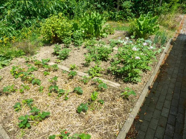 Łóżka Ogrodzie Warzywnym — Zdjęcie stockowe