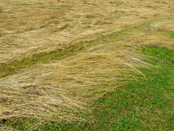 田里的稻草 — 图库照片