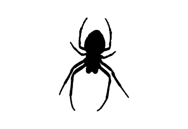 白い背景に隔離されたアラネウスクモ — ストック写真
