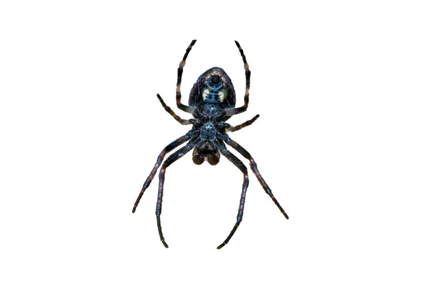Araneus Pavouk Makro Záběr Sítí — Stock fotografie