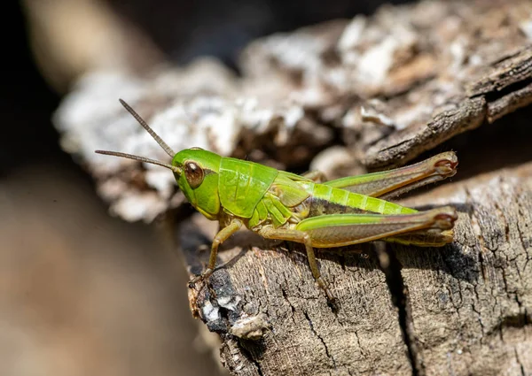 緑のバッタ昆虫マクロショット — ストック写真