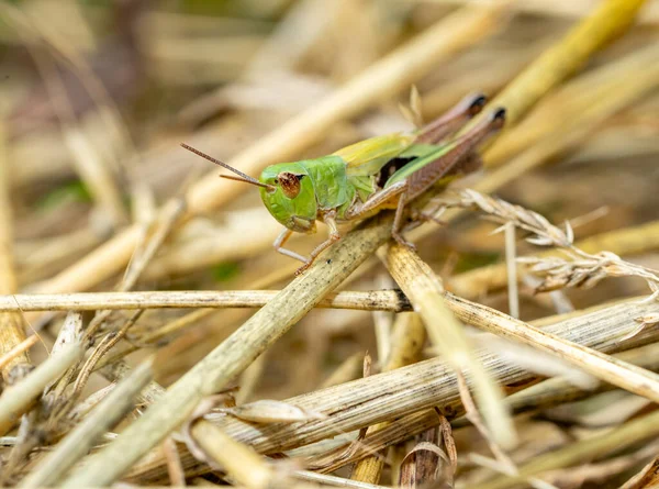 Zielony Konik Polny Trawie — Zdjęcie stockowe