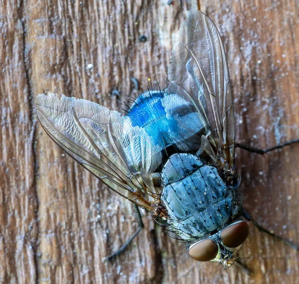 Jong Vliegend Insect Macro Schot — Stockfoto