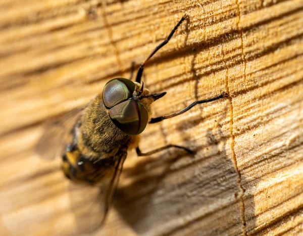 Nahaufnahme Einer Tabanidae Auf Holz — Stockfoto